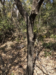 Croton gratissimus gratissimus