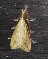 Donacaula longirostrallus