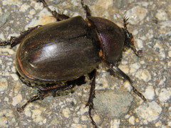 Trypoxylus dichotomus