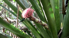 Karawata multiflora