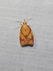 Cenopis reticulatana