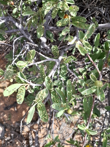 Image of Grewia flava by no rights reserved