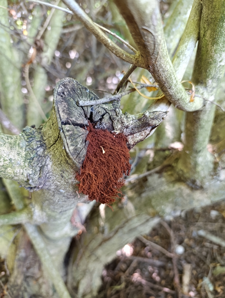 Inonotus rickii · January 2025 · photo: © elbarbaguardaparque (iNaturalist, cc-by)