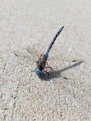 Rhionaeschna multicolor