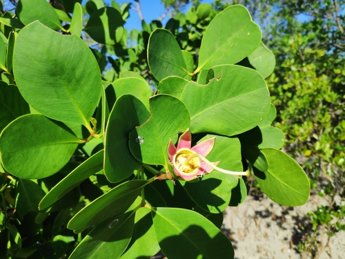 Apple Mangrove