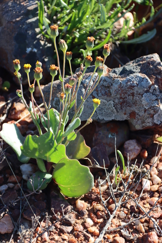 Othonna cuneata