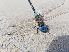 Rhionaeschna multicolor