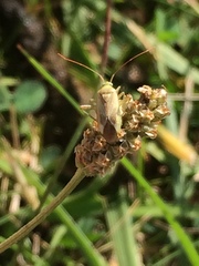 Adelphocoris