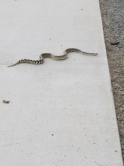 Pituophis catenifer sayi