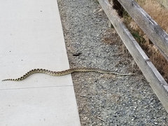 Pituophis catenifer sayi