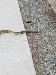 Pituophis catenifer sayi