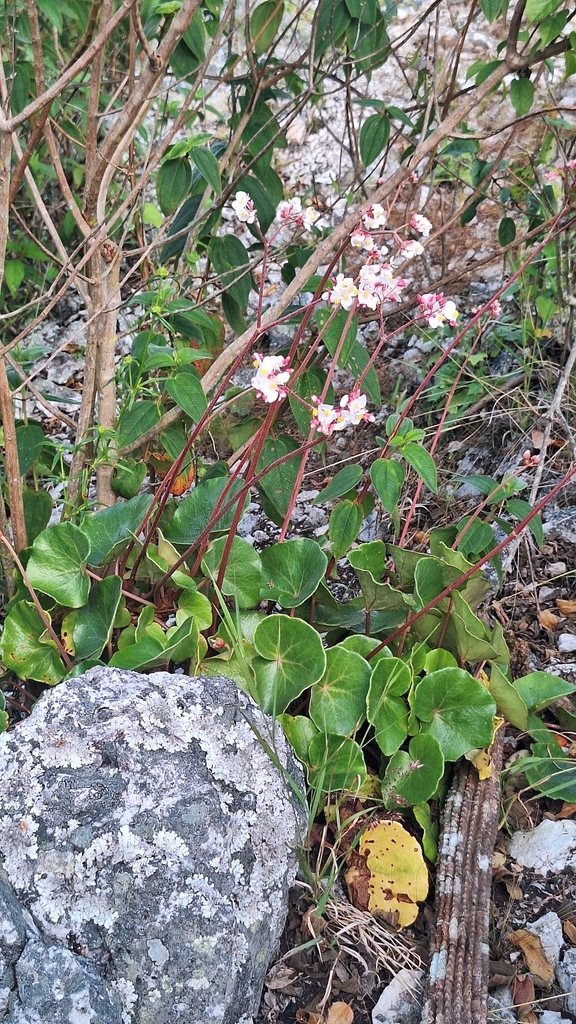 Begonia pernambucensis