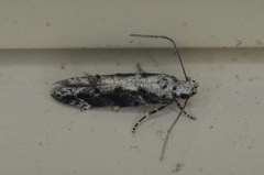 Coleotechnites florae