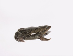 Piaui Oval Frog photo 4