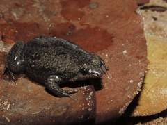 Piaui Oval Frog photo 5