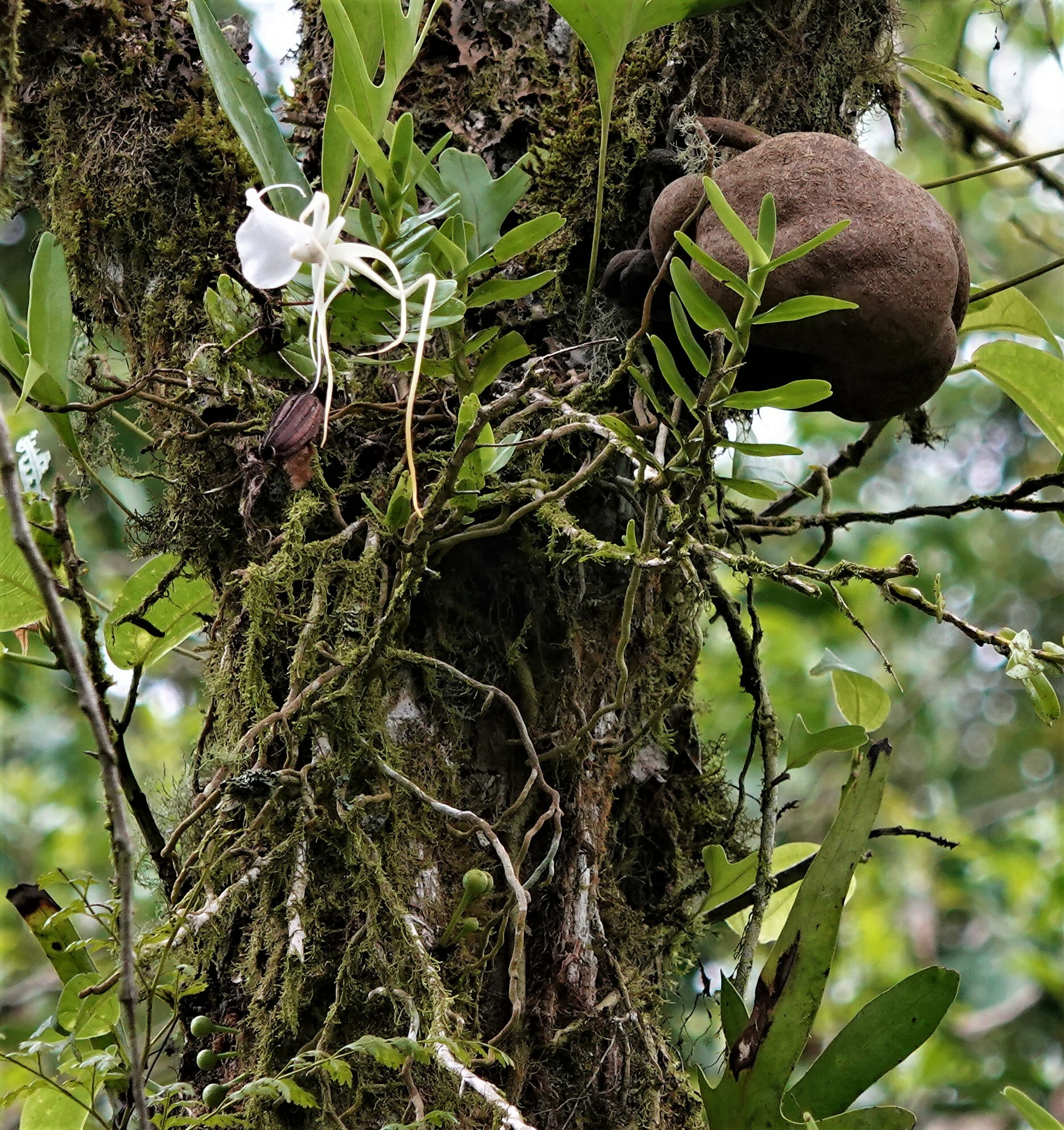 Angraecum germinyanum Hook.f. 2