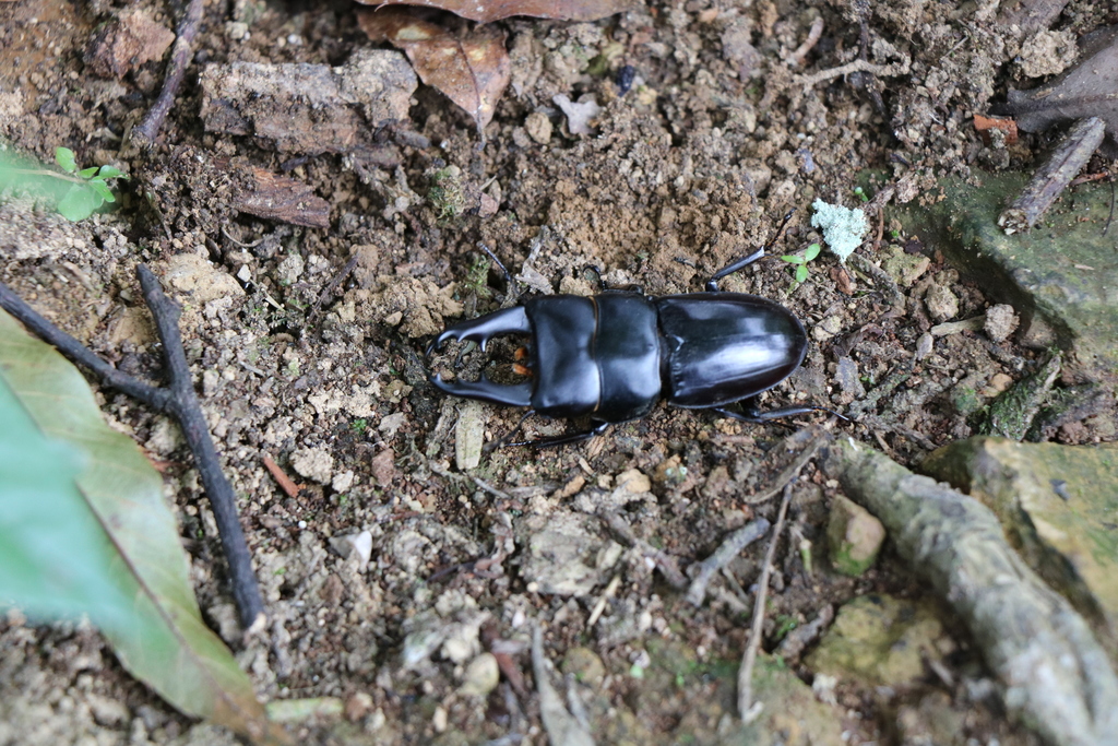 Dorcus daedalion