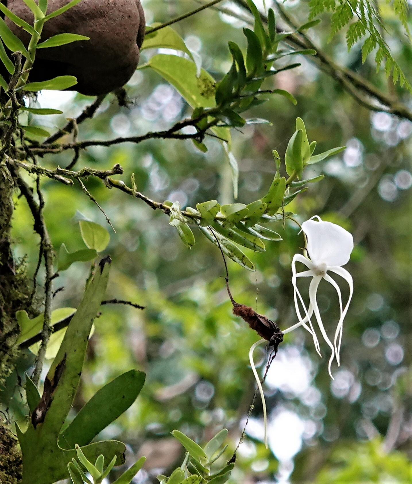 Angraecum germinyanum Hook.f. 3
