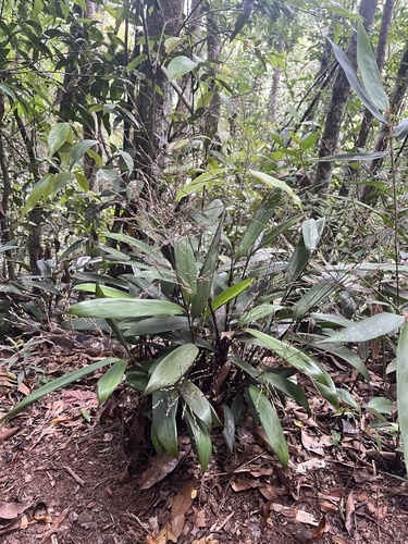 Pharus parvifolius