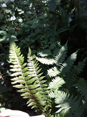 Athyrium