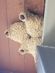 Petrochelidon pyrrhonota