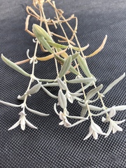 Cerastium tomentosum