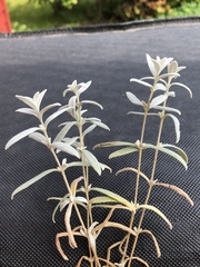 Cerastium tomentosum