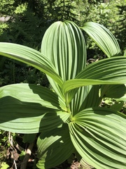 Veratrum viride eschscholtzianum