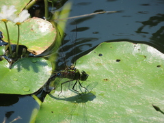 Anax panybeus