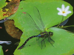 Anax panybeus