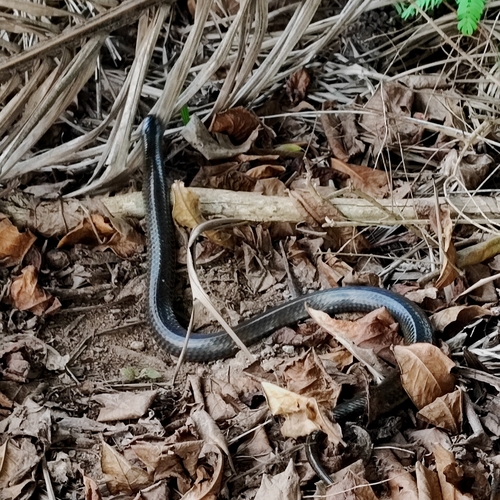 South American Pond Snake