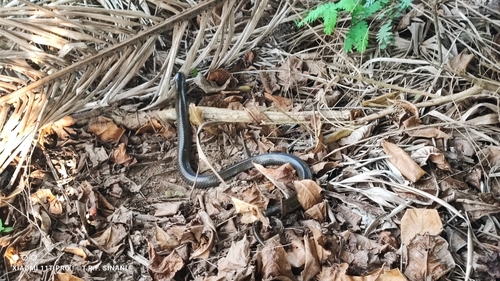 South American Pond Snake