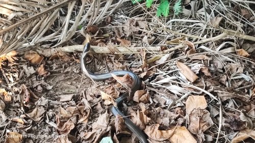 South American Pond Snake