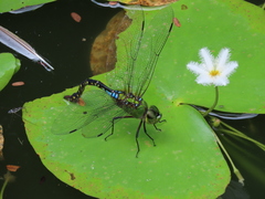 Anax panybeus