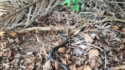 South American Pond Snake