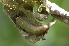 Coladenia indrani