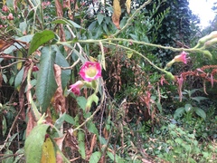 Nicotiana tomentosa