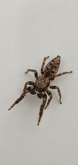 Marpissa muscosa