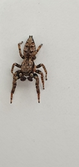 Marpissa muscosa