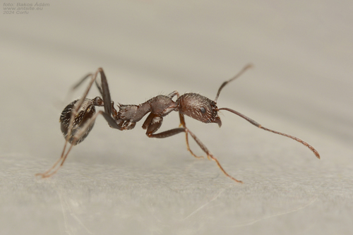 Aphaenogaster balcanicaAphaenogaster balcanica
