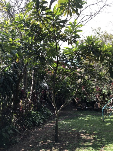 Pouteria sapota - Leaves
