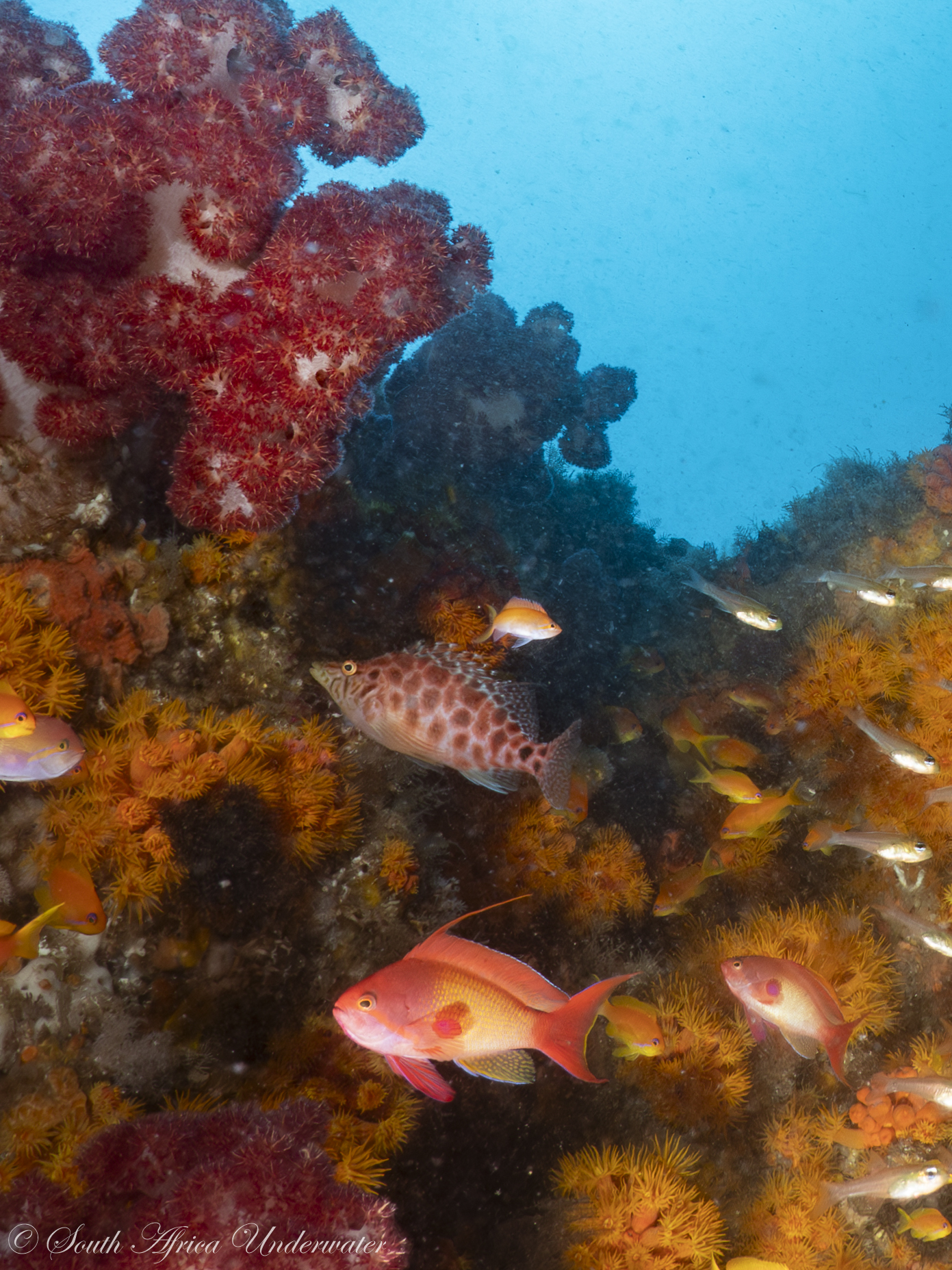 Cave Hawkfish