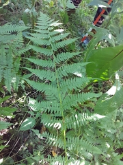 Athyrium