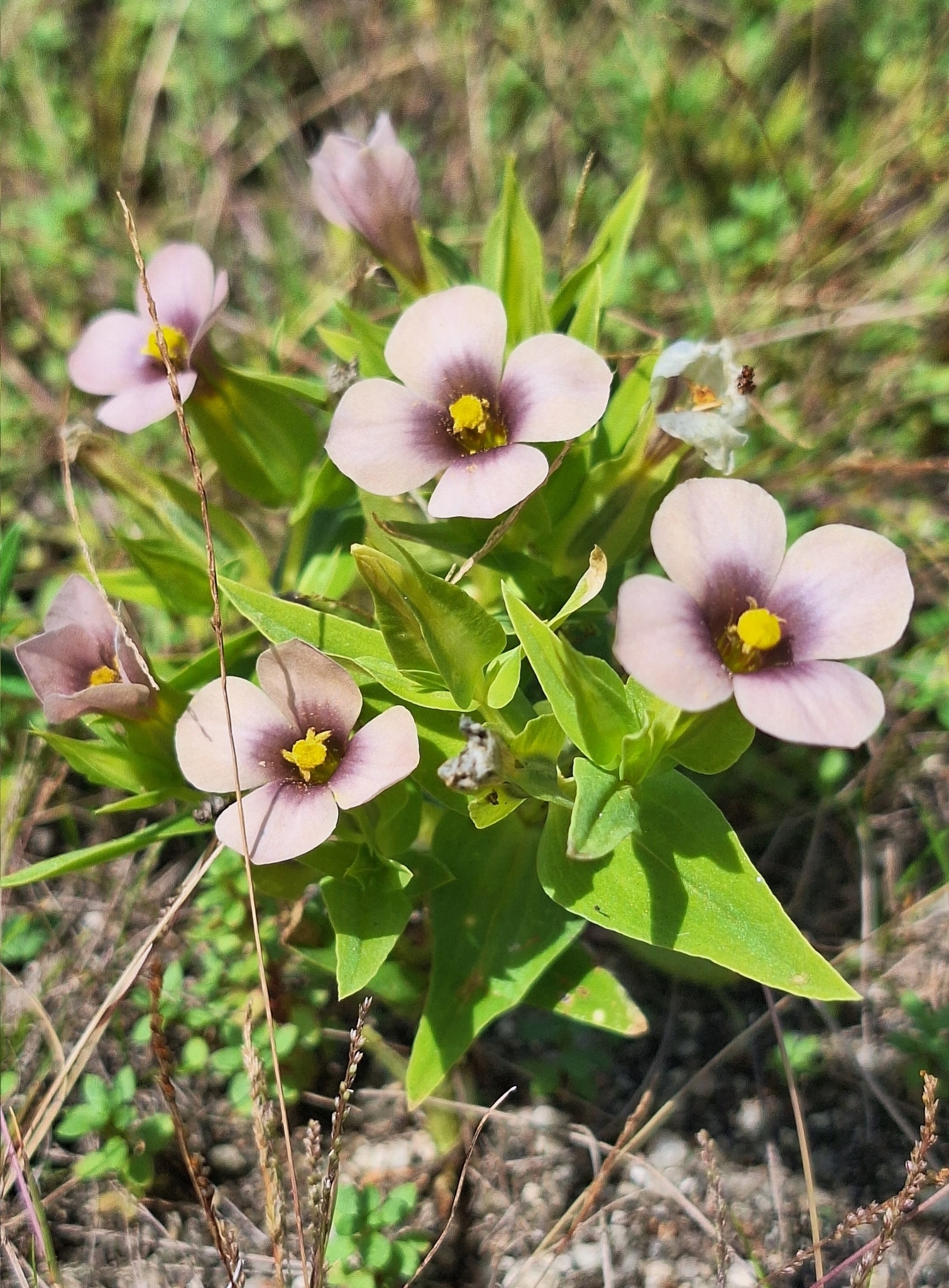 Schultesia
