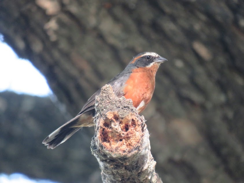 Black-and-rufous Warbling Finch (Poospiza nigrorufa), photo 5
