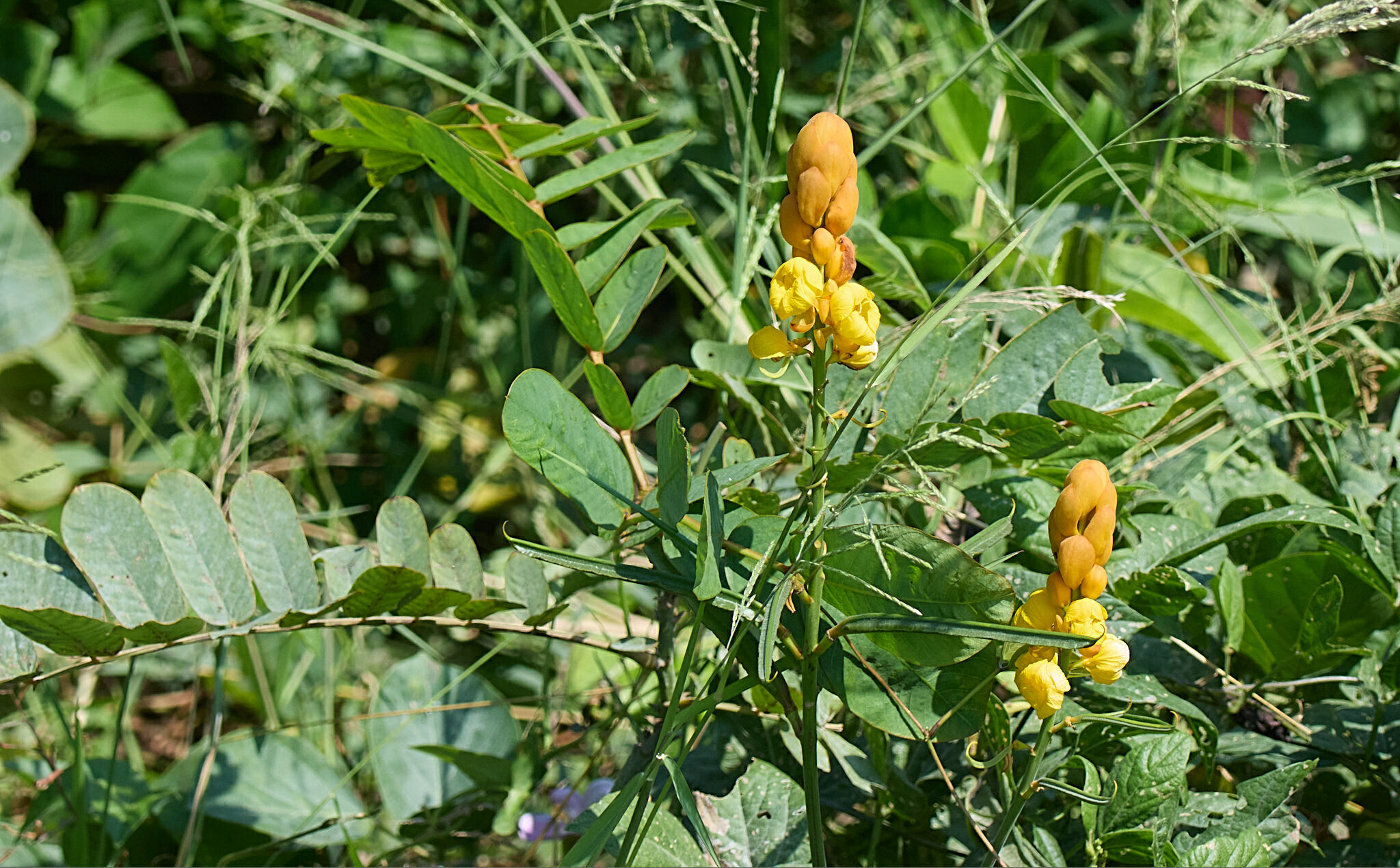 Senna alata — ảnh 3