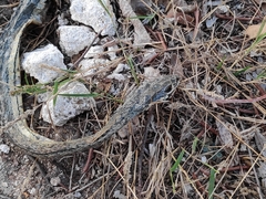 Psammophis orientalis