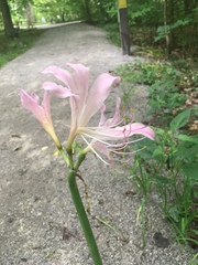 Lycoris squamigera