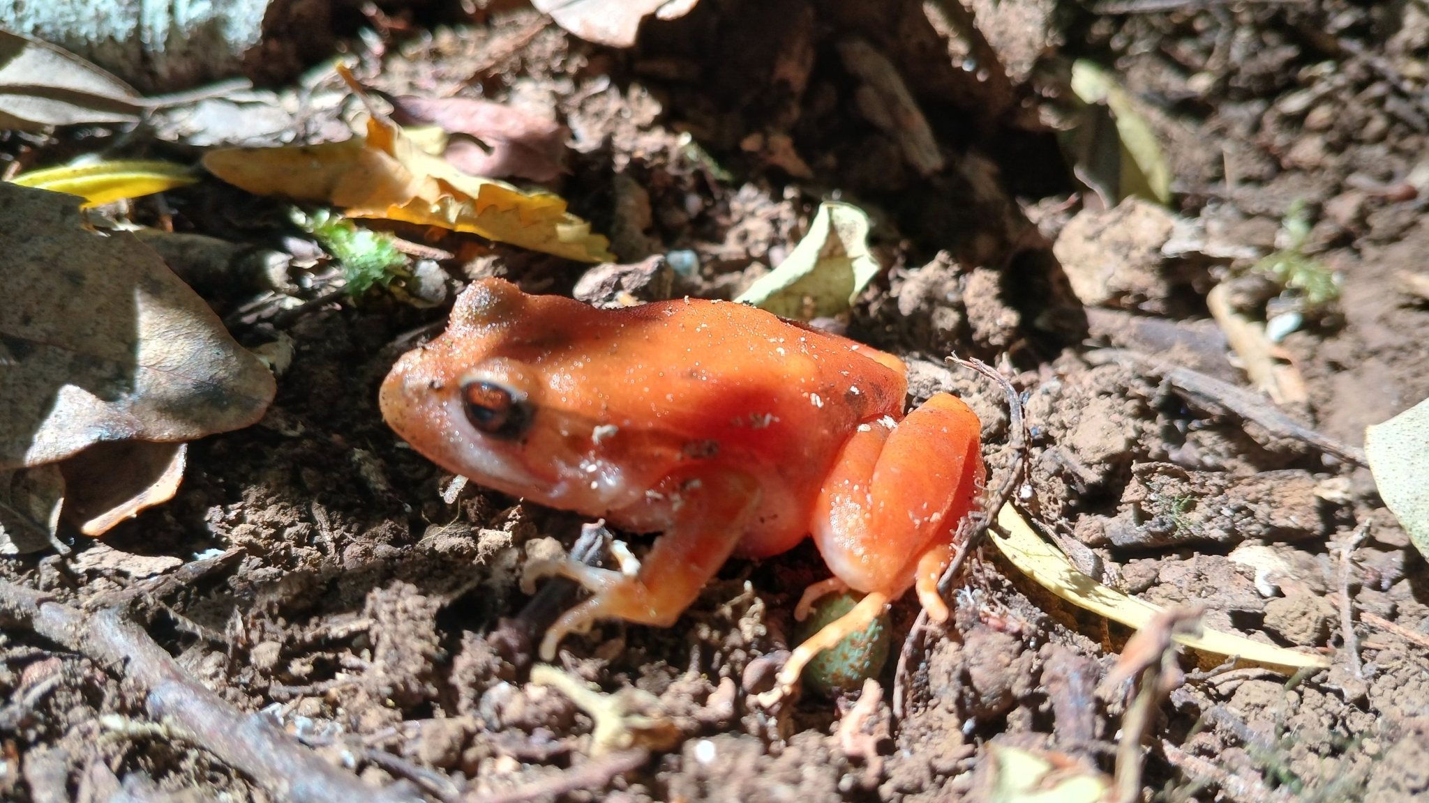 Eupsophus roseus (Duméril & Bibron, 1841)