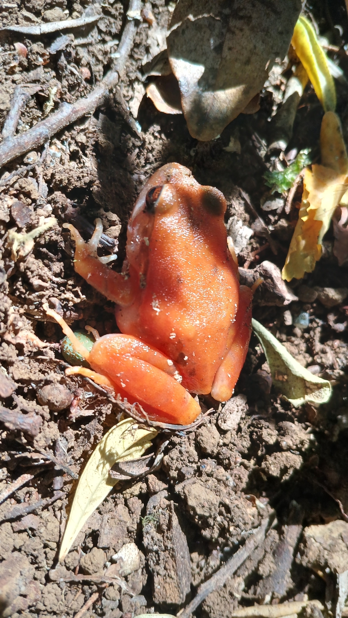 Eupsophus roseus (Duméril & Bibron, 1841)
